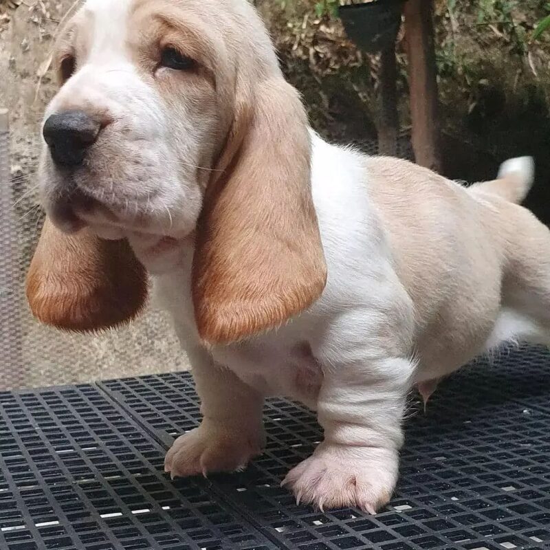 Basset Hound Puppies For Sale – Cute Basset Hound Puppies